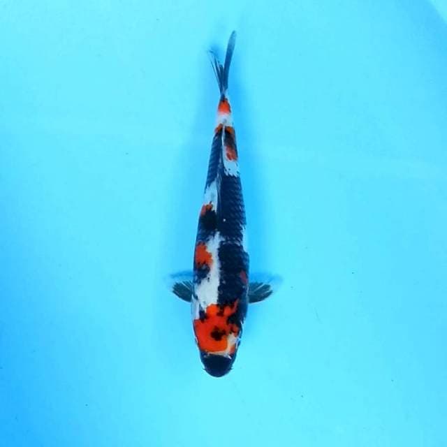 8. Showa || 28 cm || Jantan