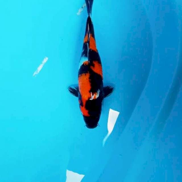 Showa,30cm, jantan