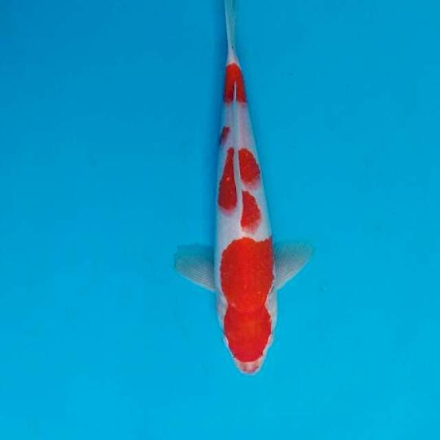Khohaku 27
