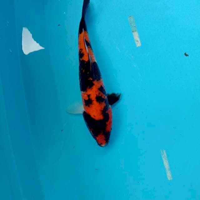 Utsuri,30cm, jtan