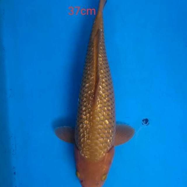 cagoi tembaga ginrin