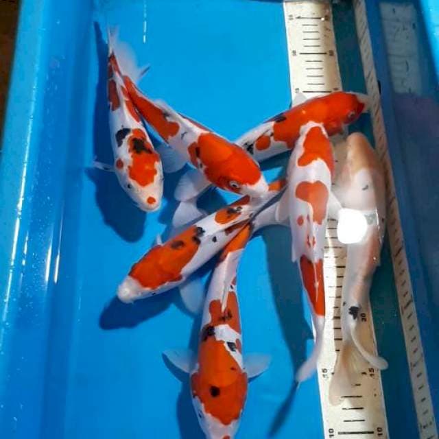 SANKE DOITSU 25-26 CM
