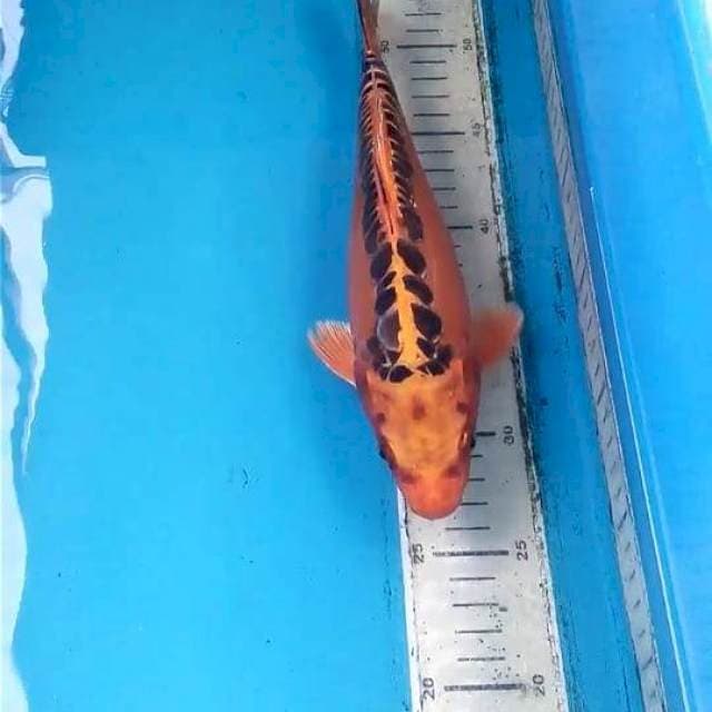Mizuo 27cm