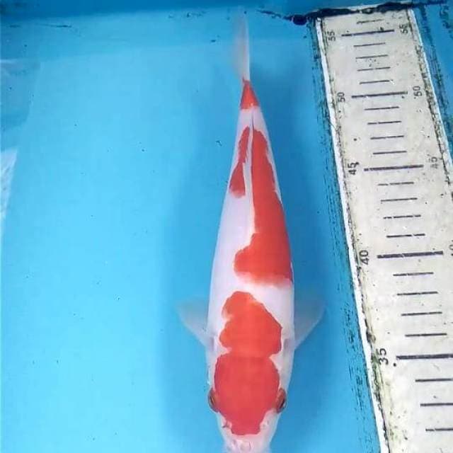 Kohaku 22cm