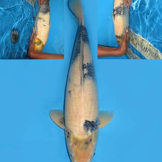 49cm , Jumbo Shiro Tategoi F1