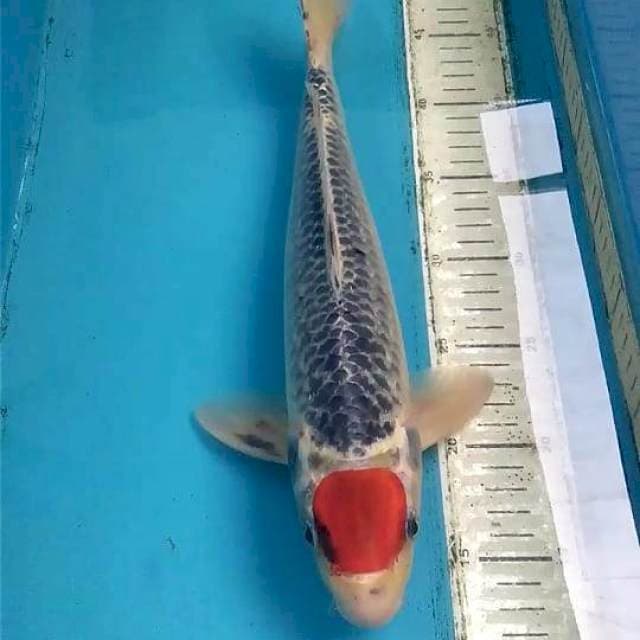 Tancho Goshiki 37cm (Male)