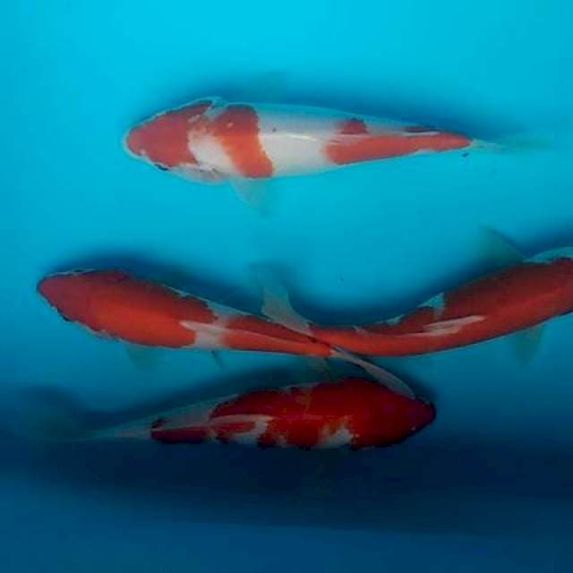 Paket kohaku 17-20cm