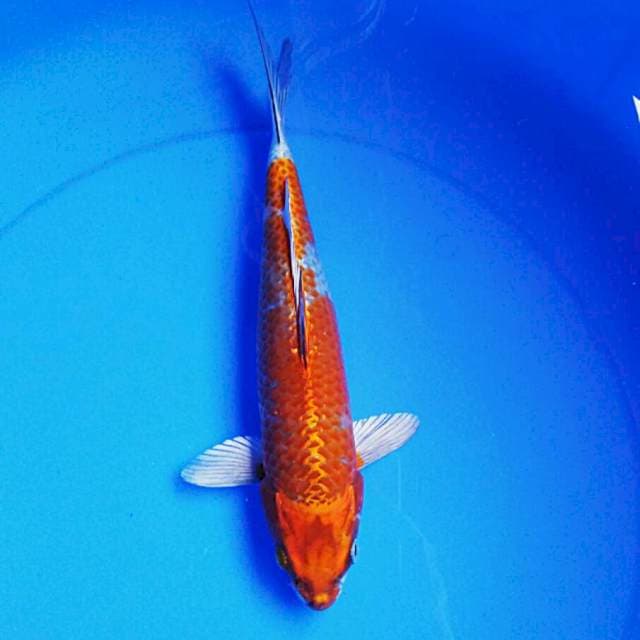 Kujaku 30cm