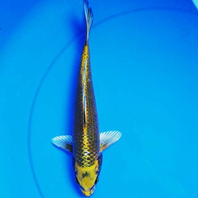 Kawari ginga 29cm male