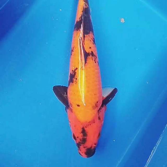 Hiutsuri 35 cm