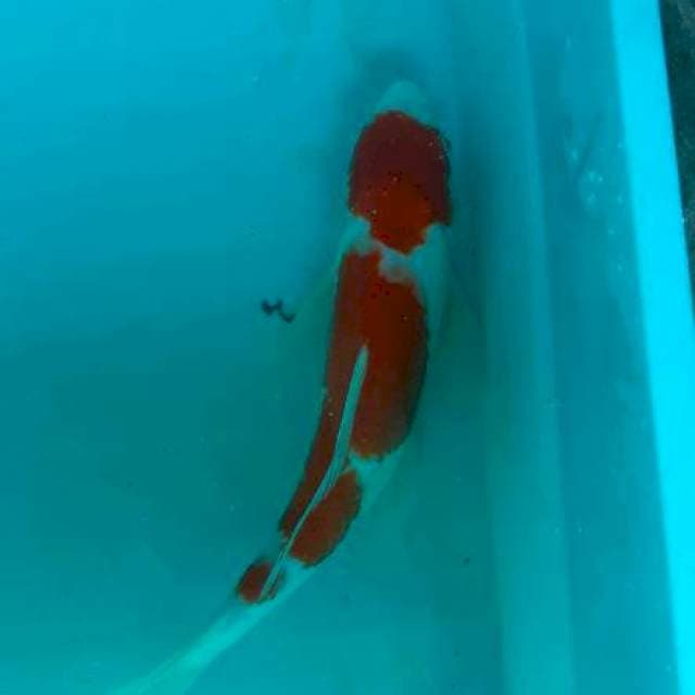 Kohaku step ori 33cm