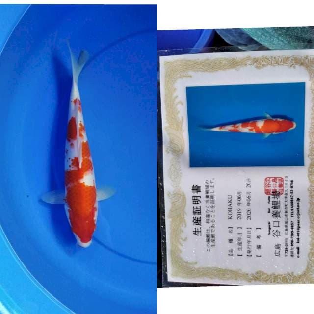 Kohaku taniguchi serti