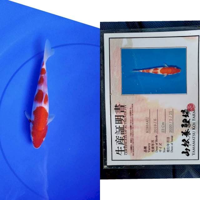 Kohaku yamamatsu serti