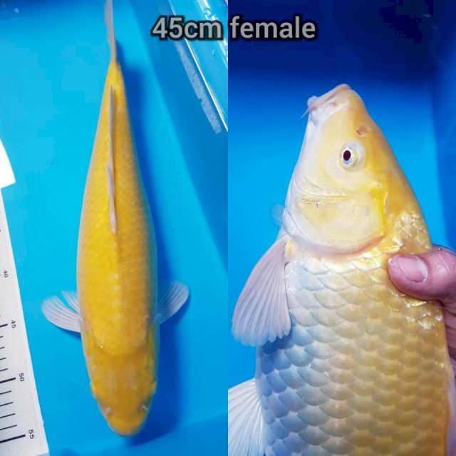 Karasi mata merah 45cm