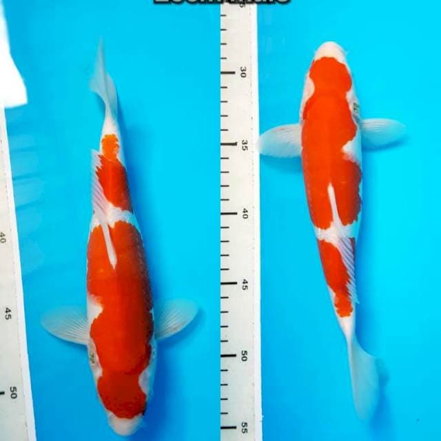 Kohaku 25cm jantan