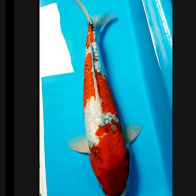 Showa Ginrin 40cm male