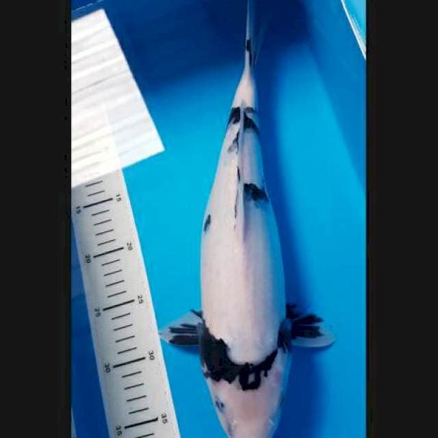 Shiro 40cm female
