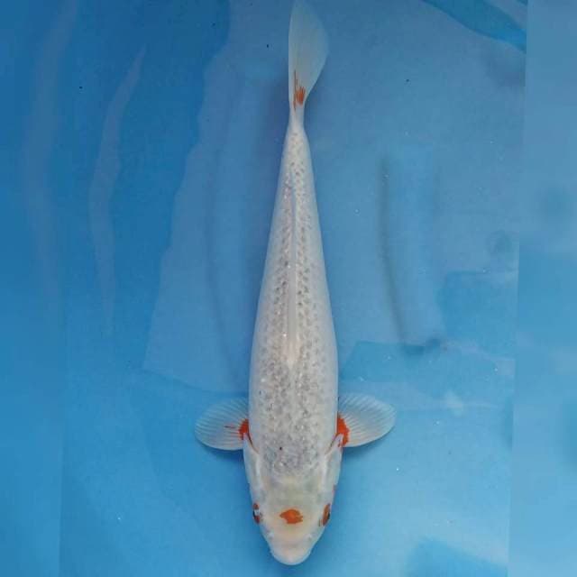 Okawa Jumbo Female Asagi