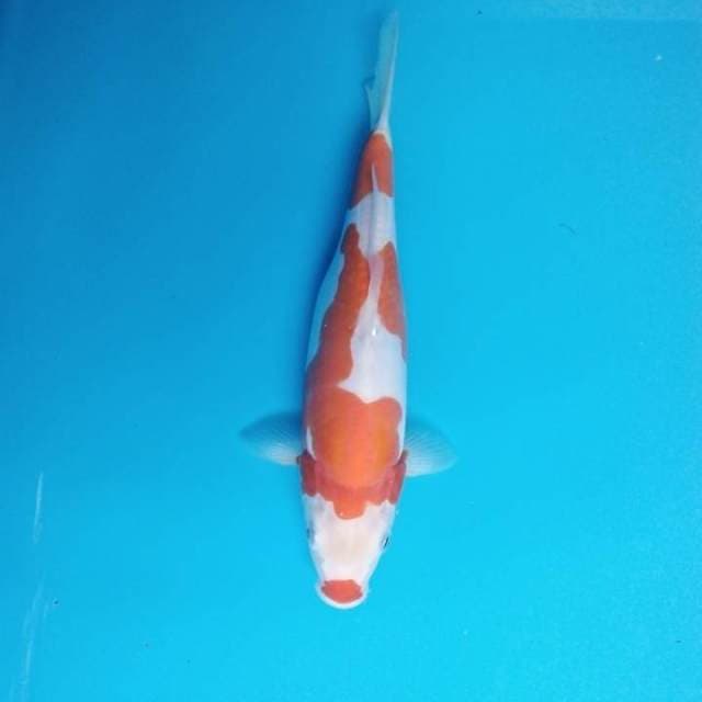 Kohaku doitsu