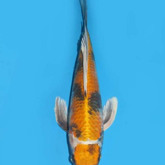 34cm , Kumpay ' Maruten Kin Showa