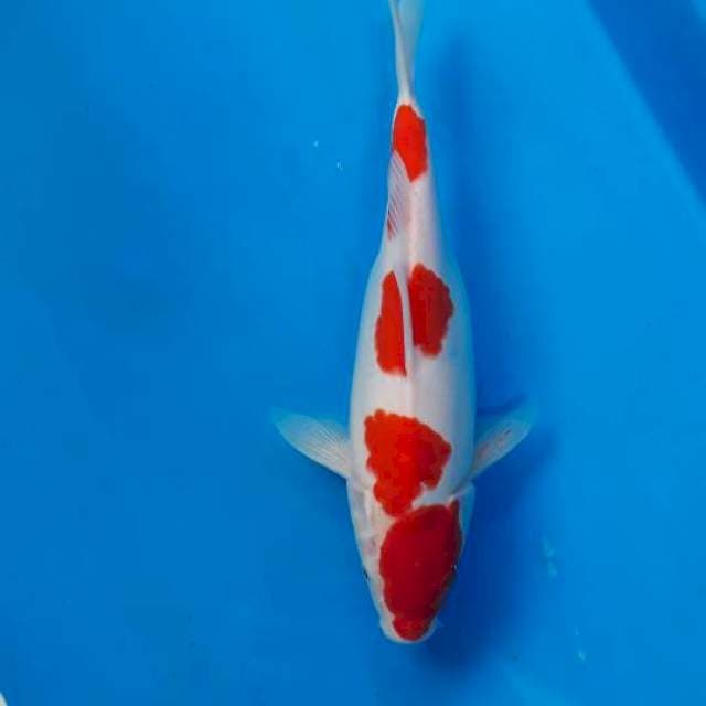 Kohaku 4 step original 27cm
