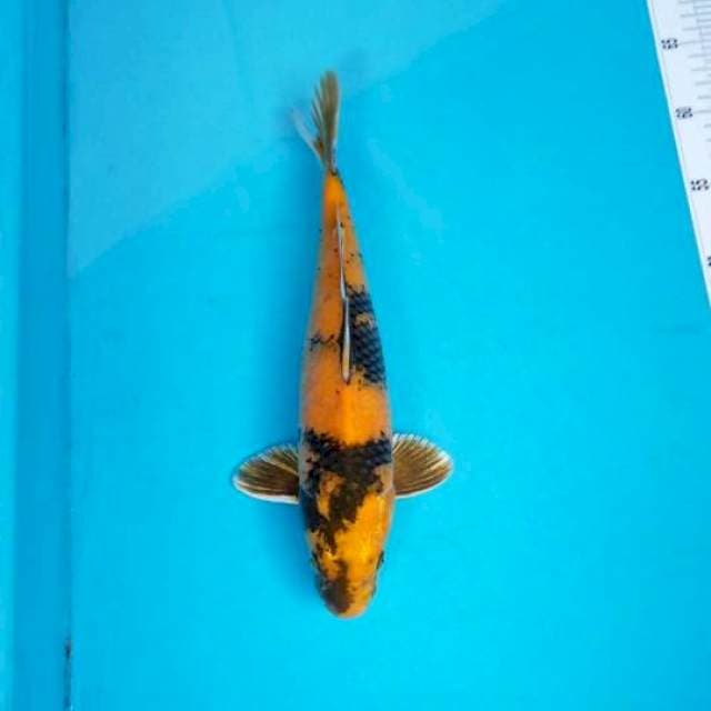KIN UTSURI 33 CM MALE