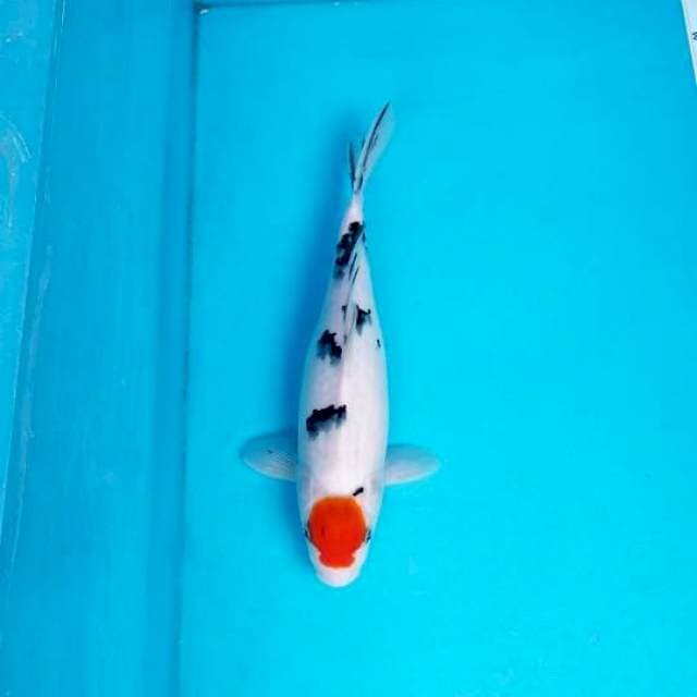 TANCHO SANKE 33 CM