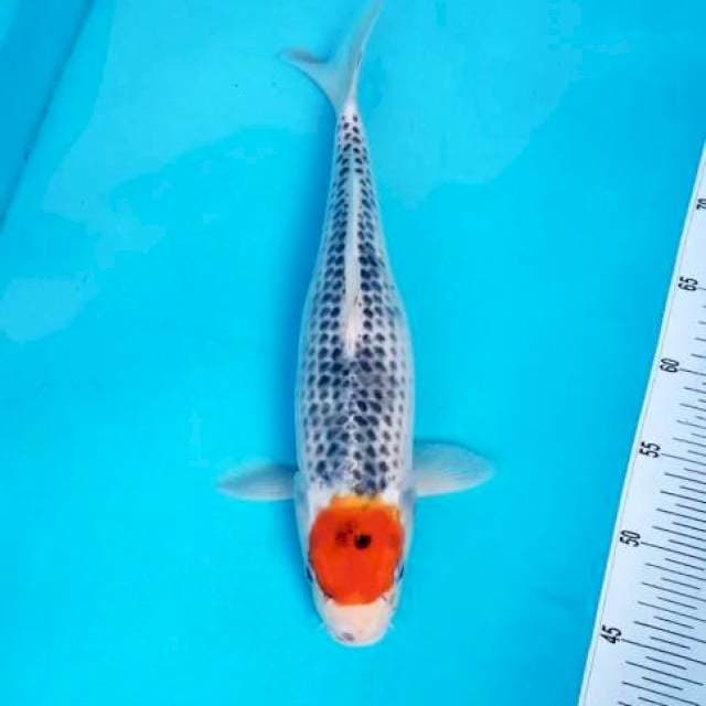 TANCHO GOSHIKI 38 CM