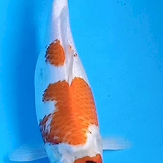 Showa 35cm