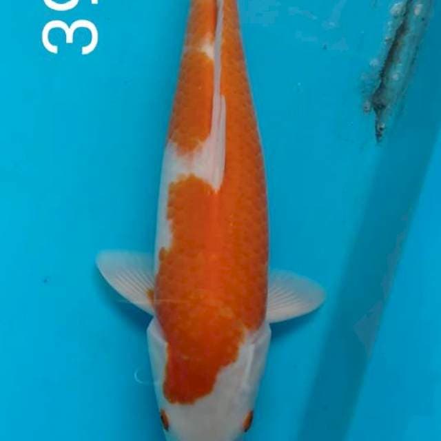 Kohaku 39cm