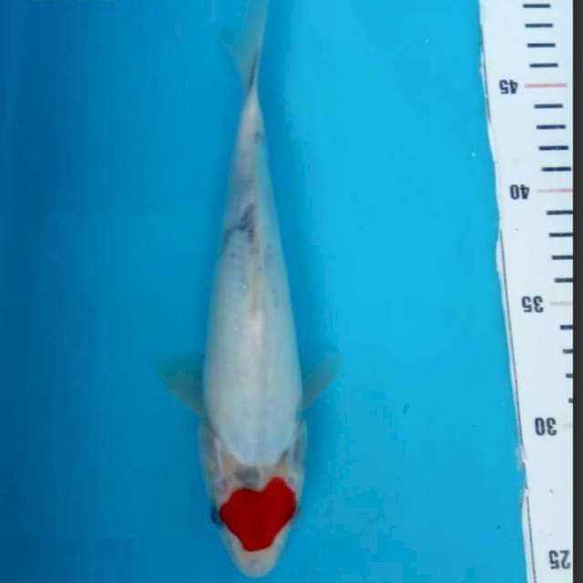Tanco 24cm