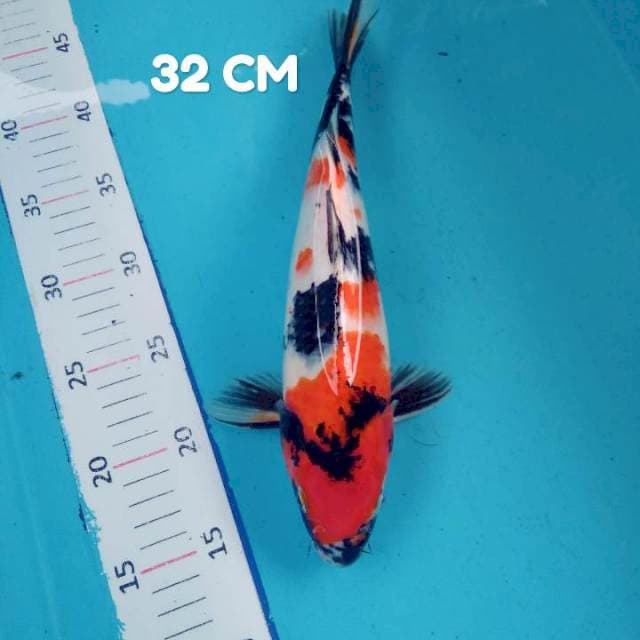 Showa 32 cm #2