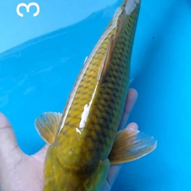 Midori 34cm