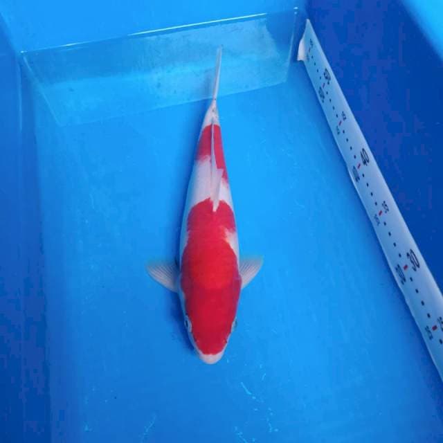 Kohaku