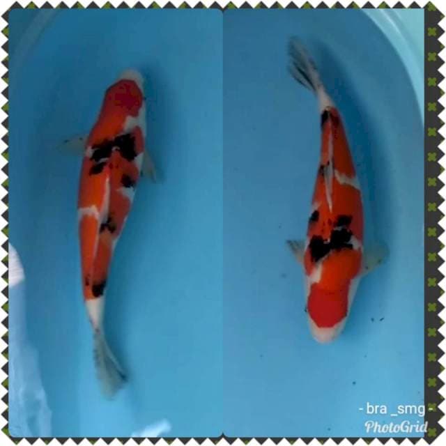 Tosai sanke ginuk"