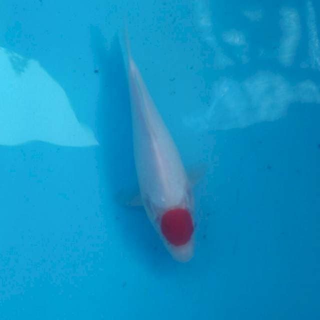Tancho Kohaku, 23 cm