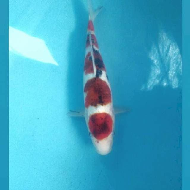 Maruten Koromo Sanke, 33 cm
