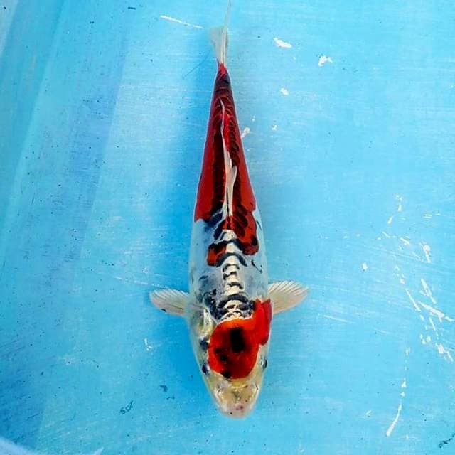 Benikiko 27cm