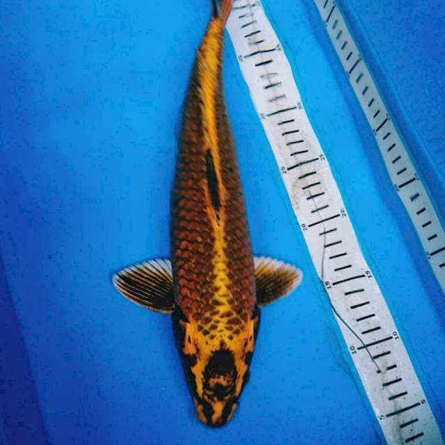 KIN MATSUBA 36 cm