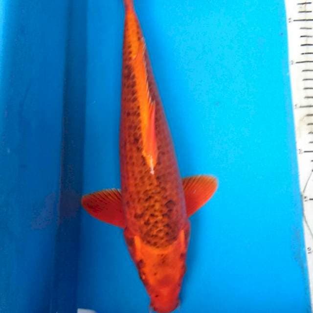 AKA MATSUBA 37 cm