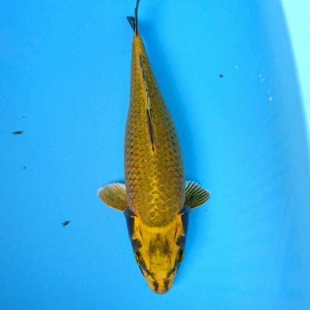 KIN MATSUBA 33 cm