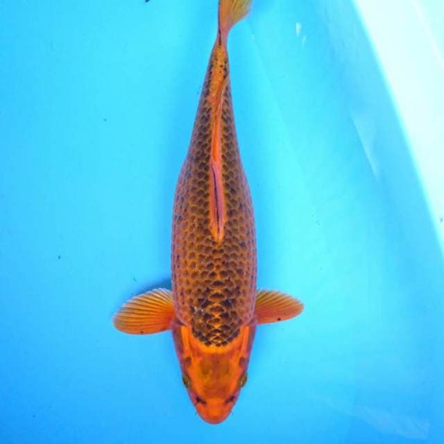 KIN MATSUBA 37 cm