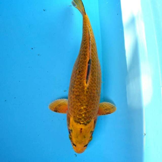 KIN MATSUBA 37 cm