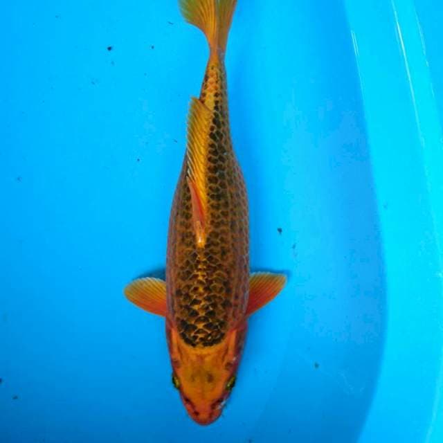 KIN MATSUBA 35 cm