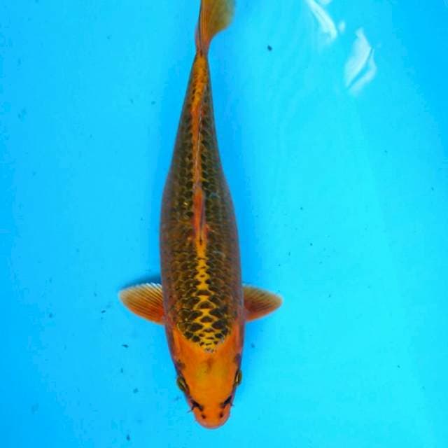 KIN MATSUBA 33 cm