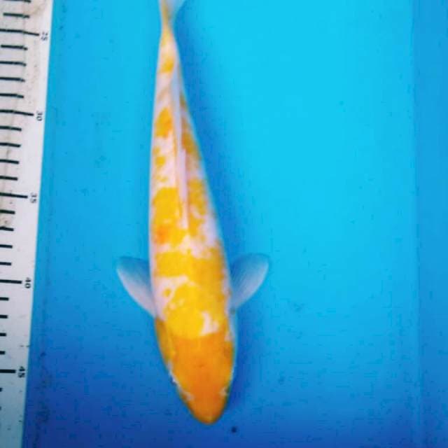 KOYO 28 cm
