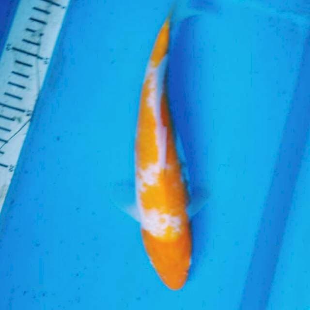 KOYO 29 cm