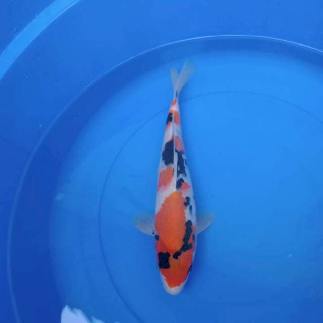 Showa F1 Okawa jumbo tosai