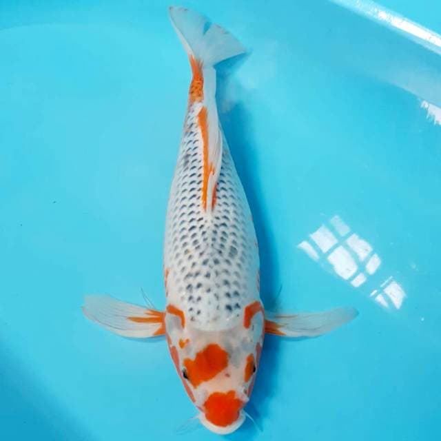 Kumpay asaghi 45cm
