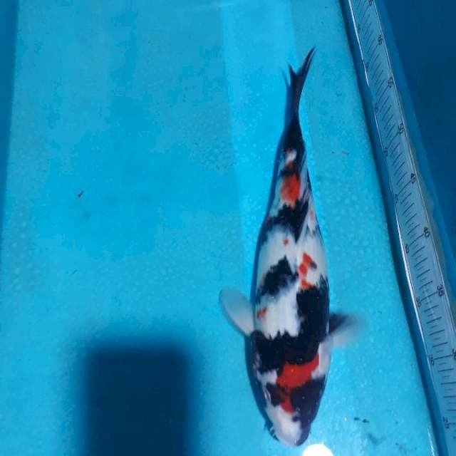 SHOWA 37CM..JUOOOSS..
